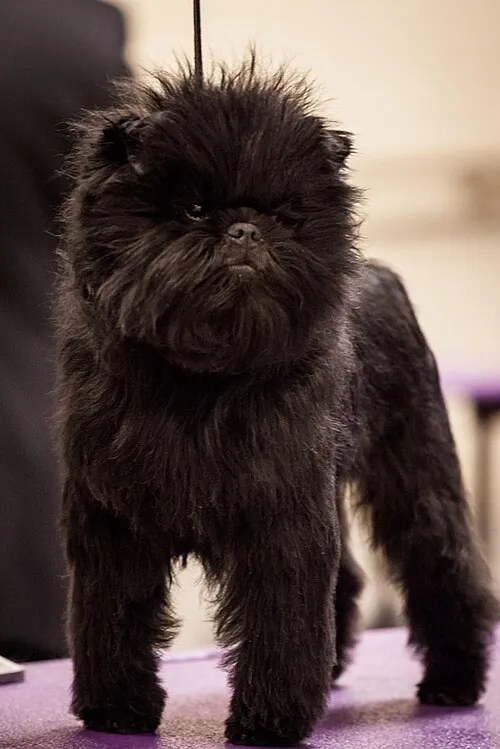 Affenpinscher fotoğraf 1