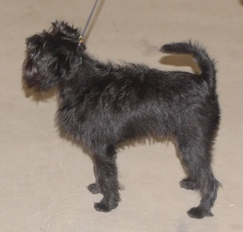 Affenpinscher fotoğraf 2