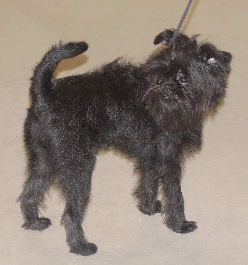 Affenpinscher fotoğraf 3