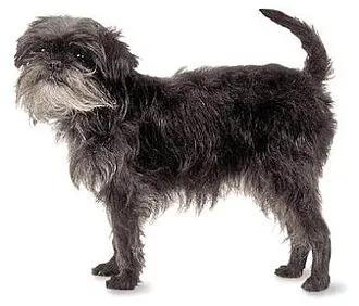 Affenpinscher fotoğraf 4