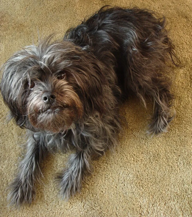 Affenpinscher fotoğraf 5