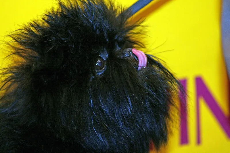 Affenpinscher fotoğraf 6