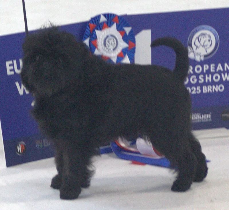 Affenpinscher fotoğraf 7