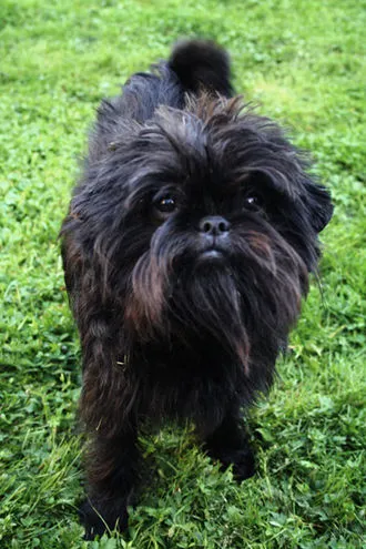 Affenpinscher fotoğraf 8