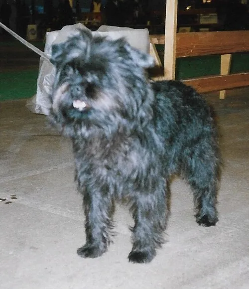 Affenpinscher fotoğraf 9