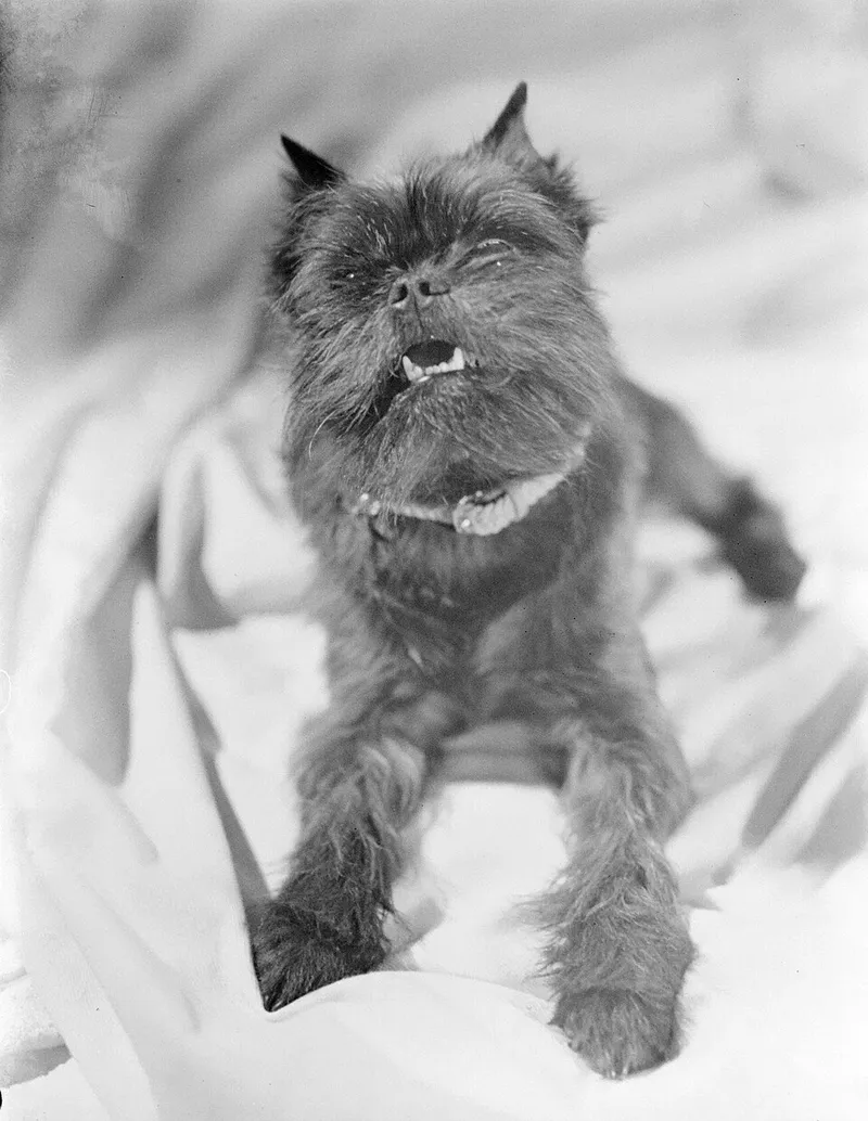 Affenpinscher fotoğraf 10