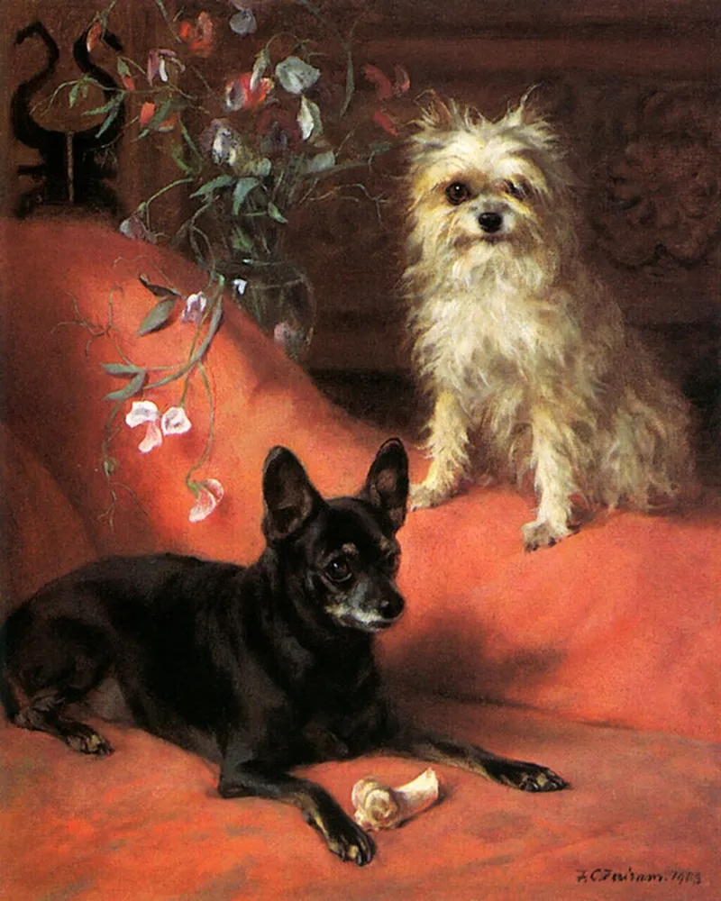 Affenpinscher fotoğraf 11