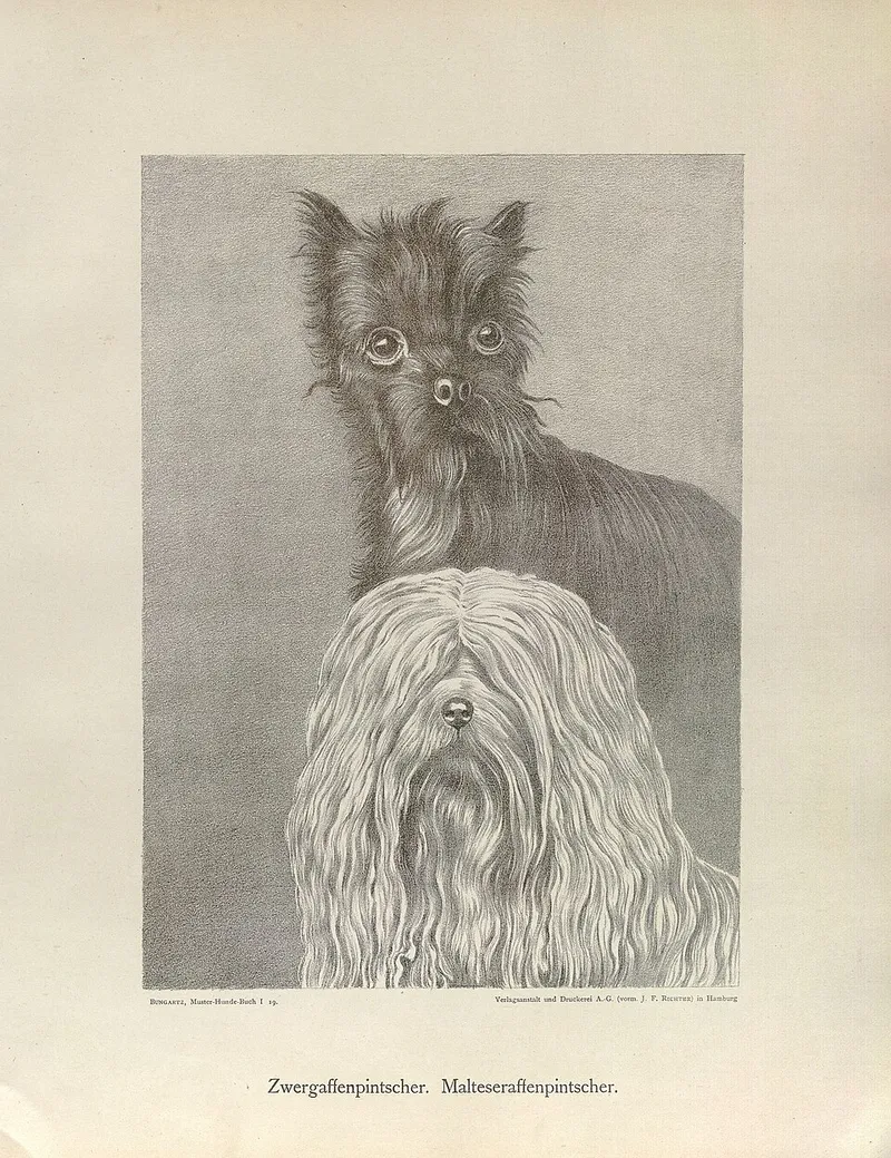Affenpinscher fotoğraf 12