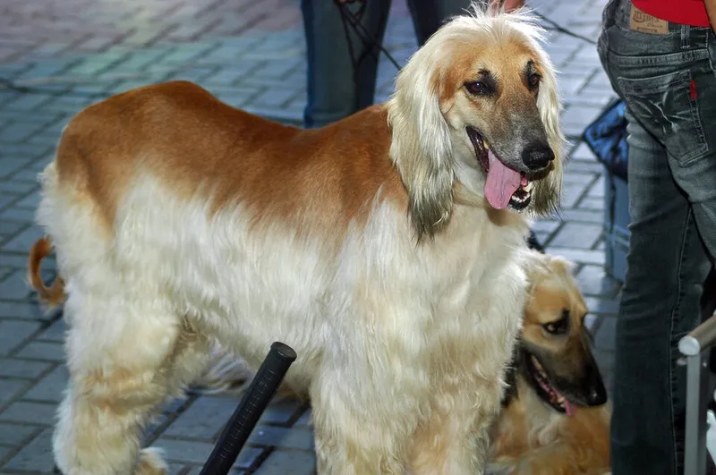 Afgan Tazısı fotoğraf 2