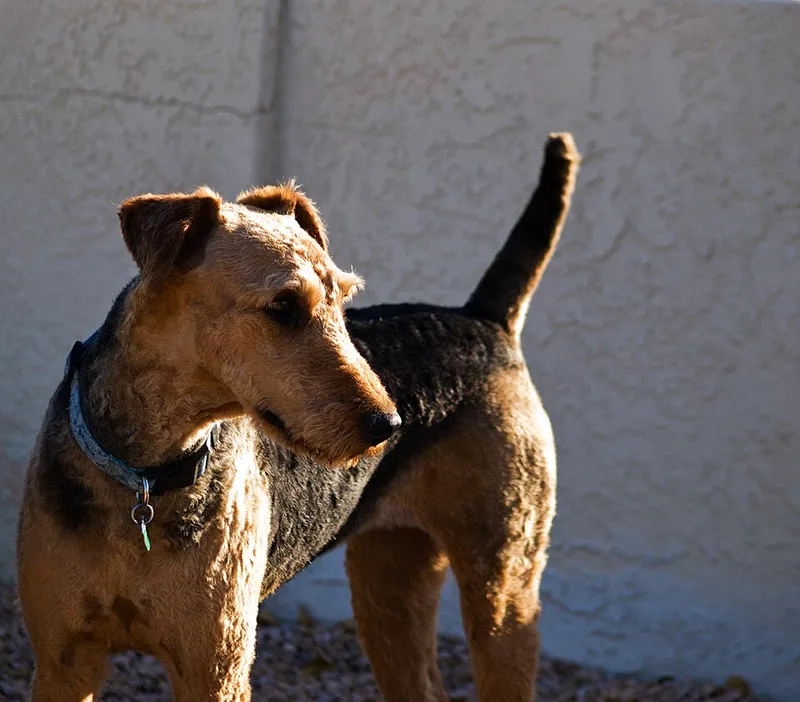 Airedale Terrier fotoğraf 2