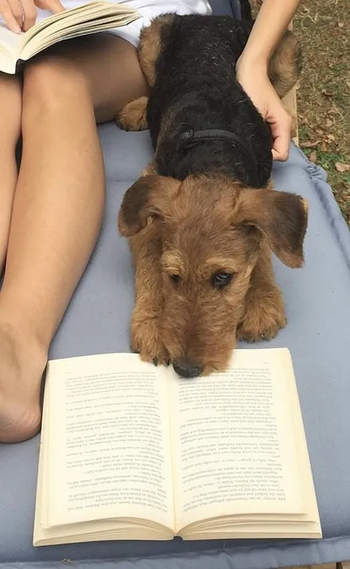 Airedale Terrier fotoğraf 3