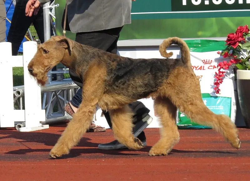 Airedale Terrier fotoğraf 4