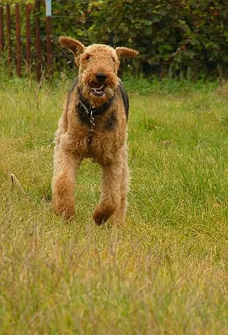 Airedale Terrier fotoğraf 5