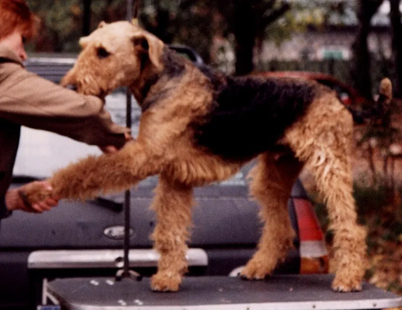 Airedale Terrier fotoğraf 6