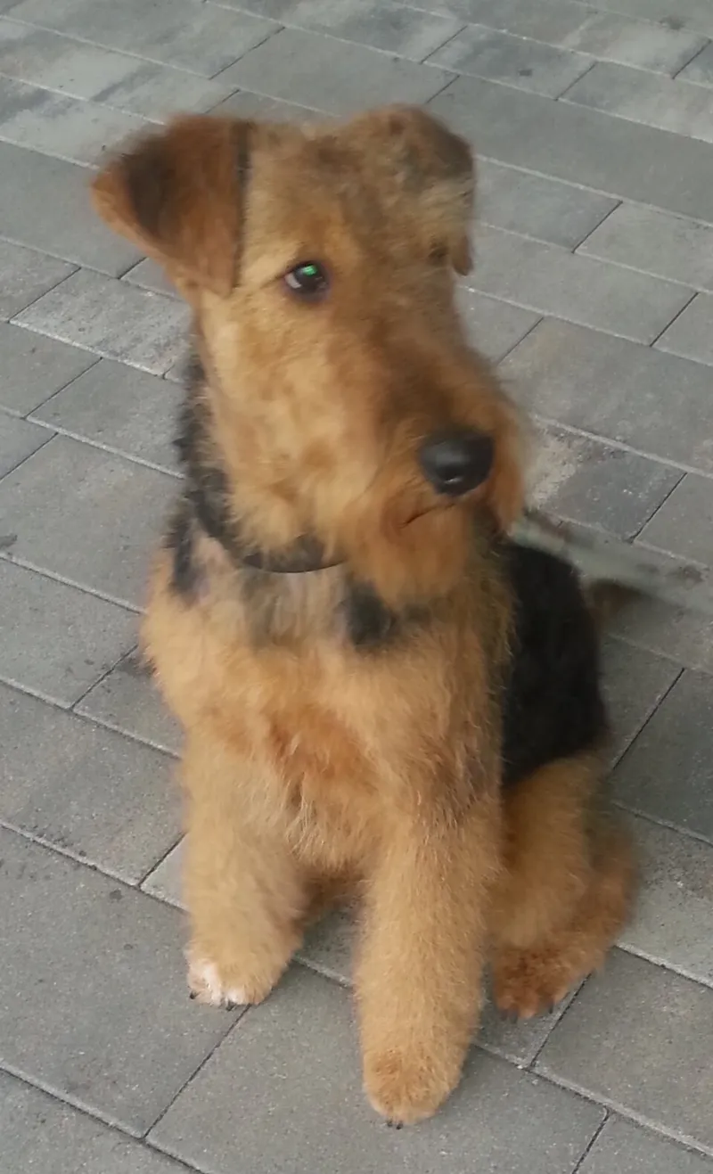Airedale Terrier fotoğraf 7