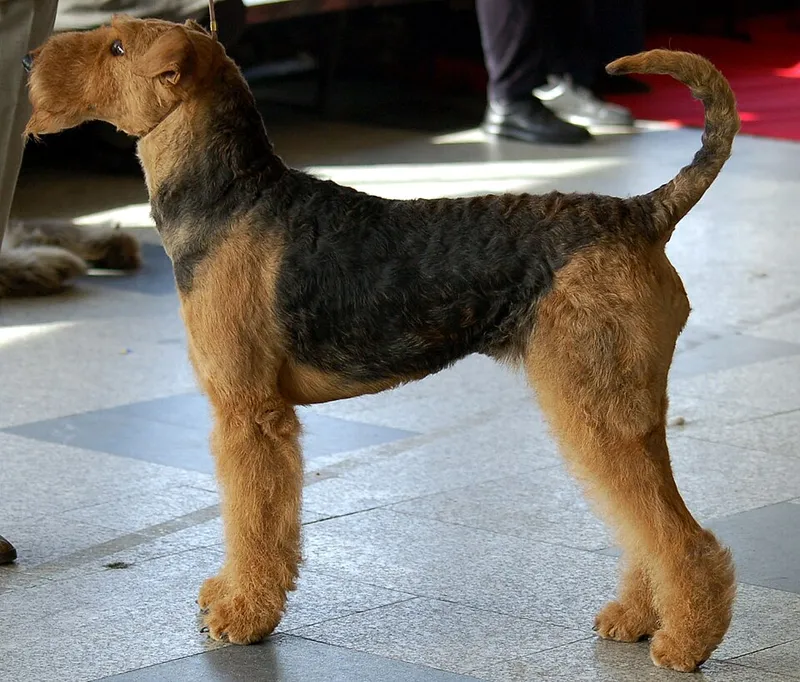 Airedale Terrier fotoğraf 8