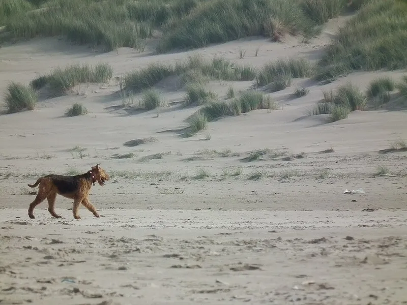 Airedale Terrier fotoğraf 9