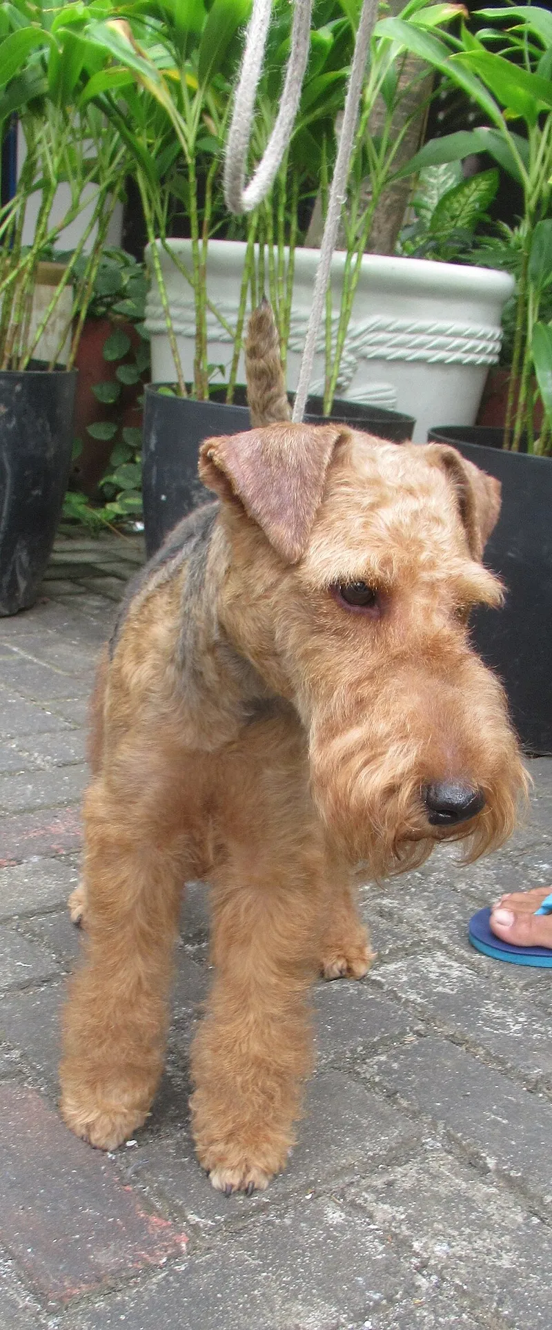 Airedale Terrier fotoğraf 10