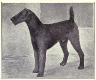 Airedale Terrier fotoğraf 11
