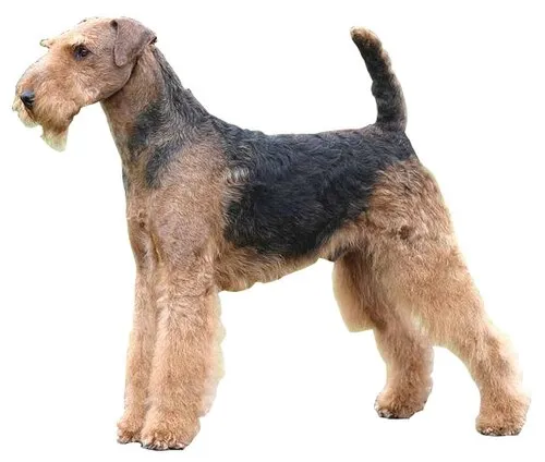 Airedale Terrier fotoğraf 12