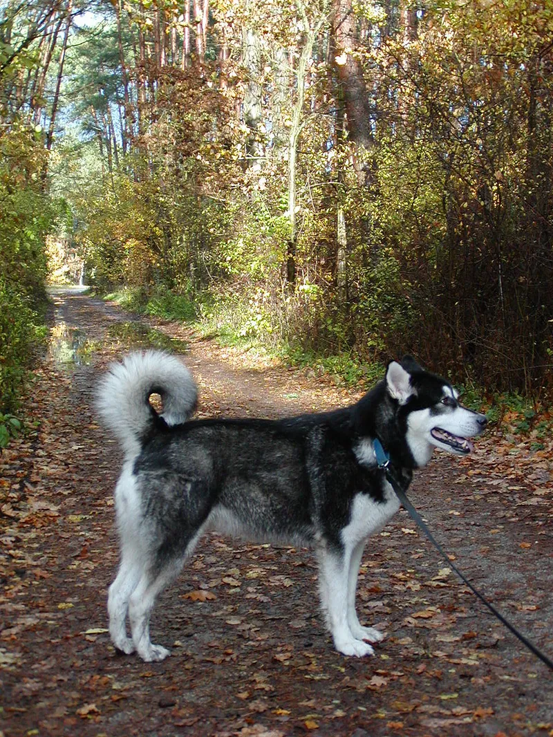 Alaska Malamute fotoğraf 1