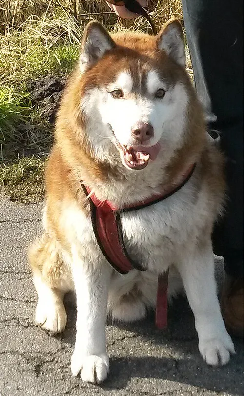 Alaska Malamute fotoğraf 2