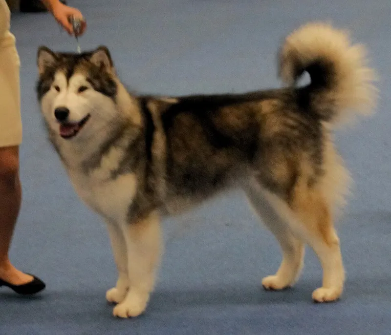 Alaska Malamute fotoğraf 3