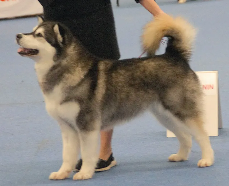 Alaska Malamute fotoğraf 4