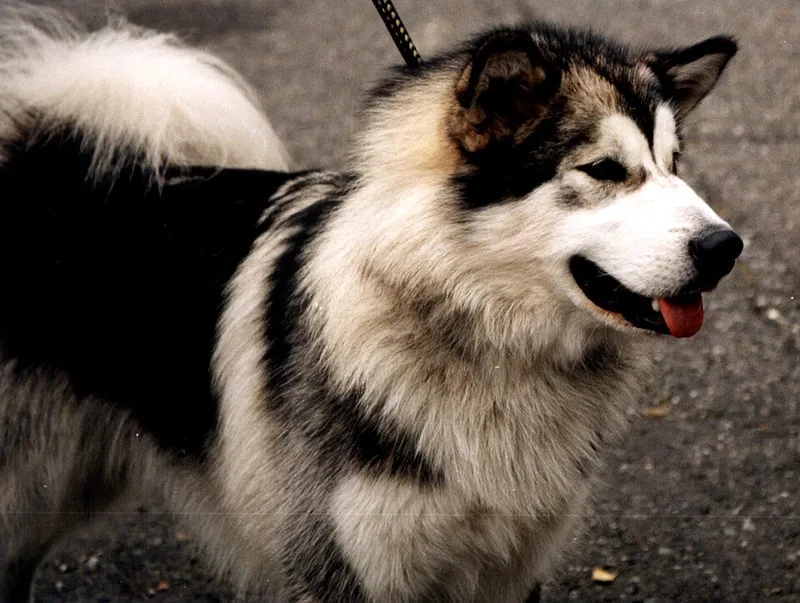 Alaska Malamute fotoğraf 5