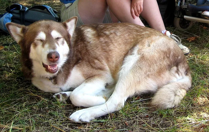 Alaska Malamute fotoğraf 6