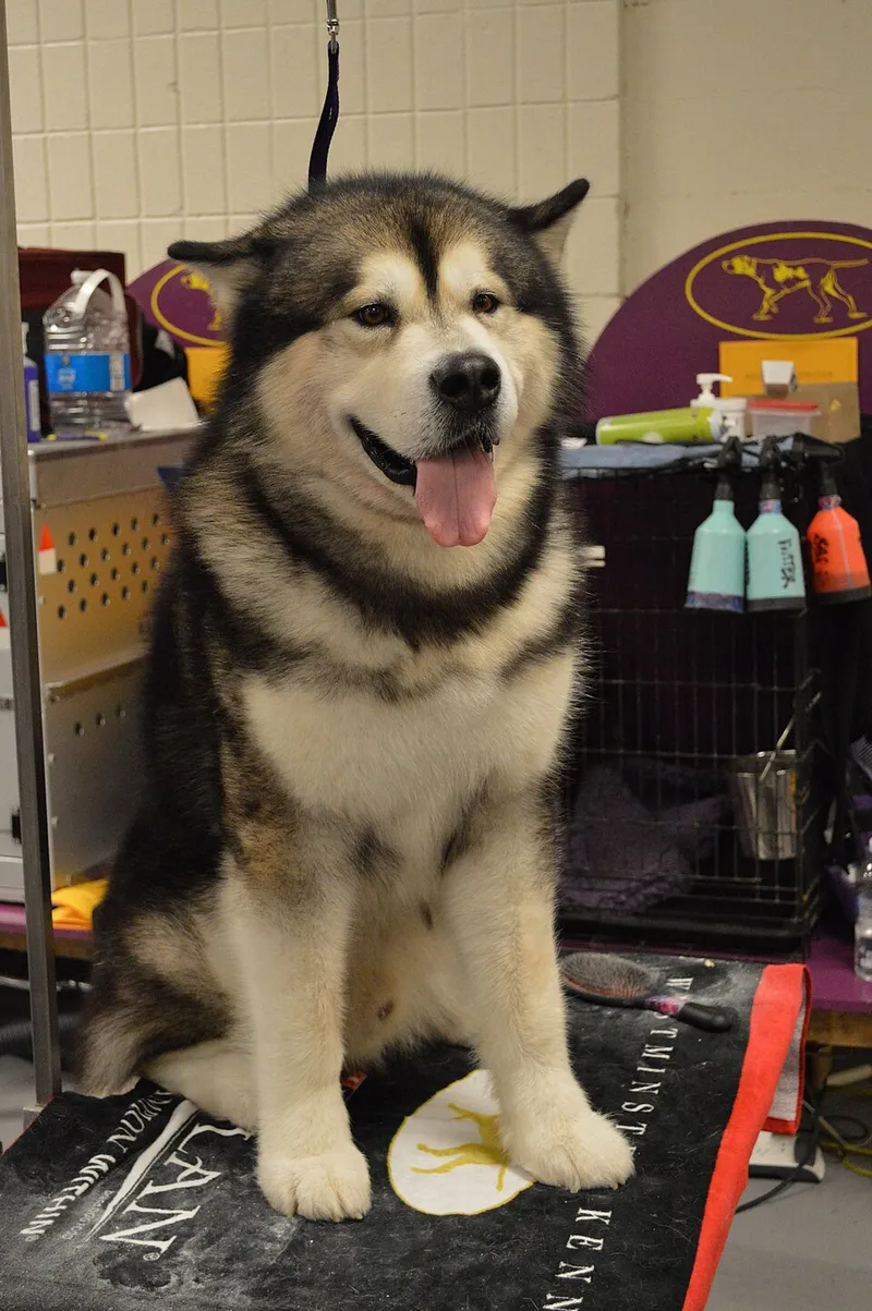 Alaska Malamute fotoğraf 7