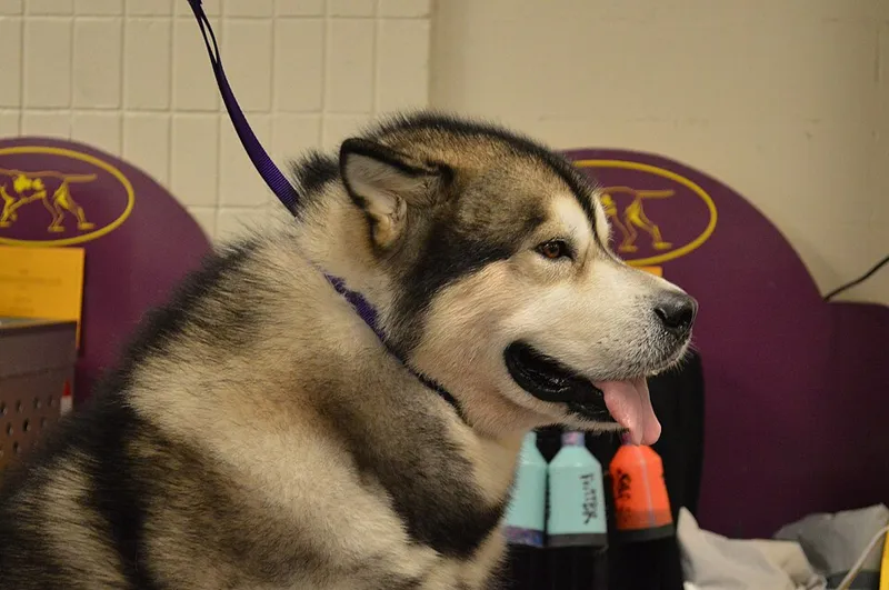 Alaska Malamute fotoğraf 8