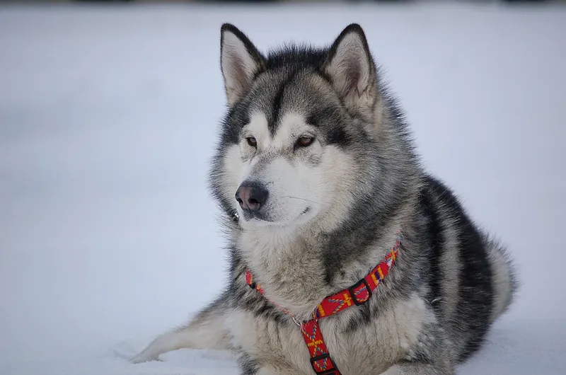 Alaska Malamute fotoğraf 9
