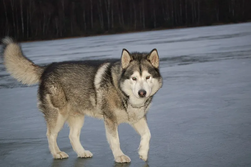 Alaska Malamute fotoğraf 10