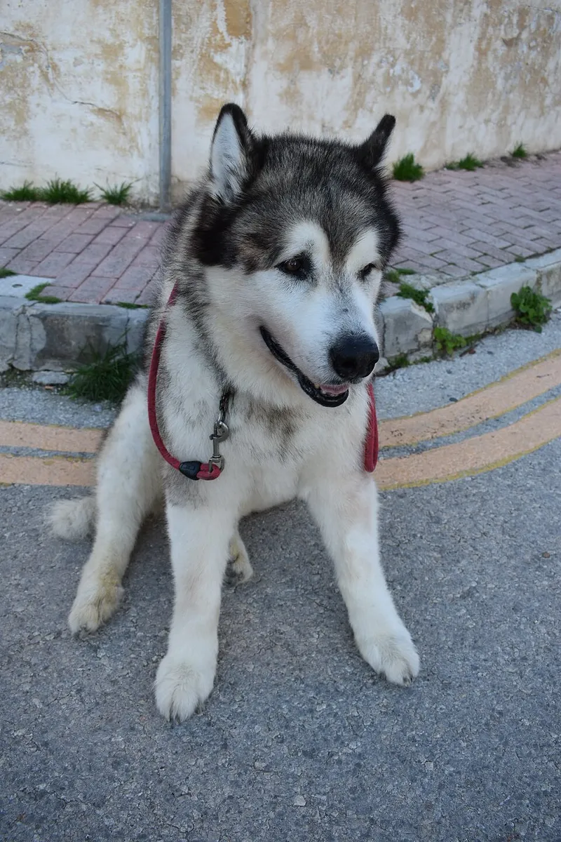 Alaska Malamute fotoğraf 11