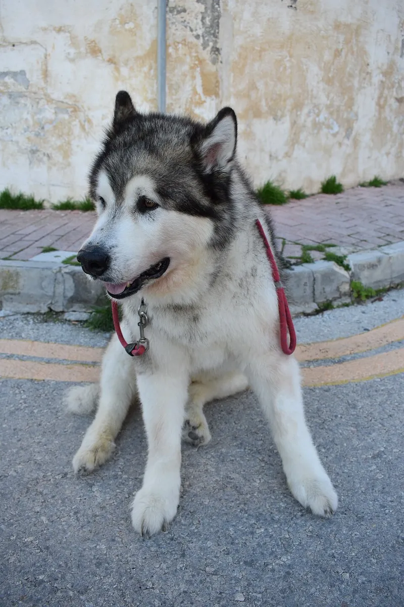 Alaska Malamute fotoğraf 12