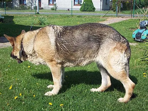 Alman Çoban Köpeği fotoğraf 1