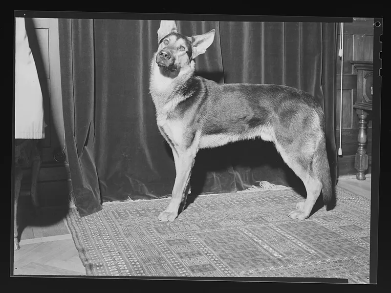 Alman Çoban Köpeği fotoğraf 2