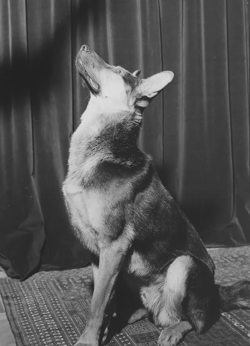 Alman Çoban Köpeği fotoğraf 3