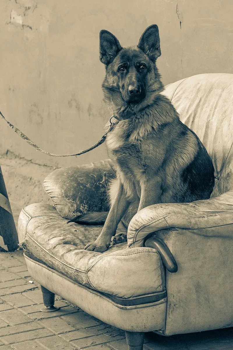 Alman Çoban Köpeği fotoğraf 4