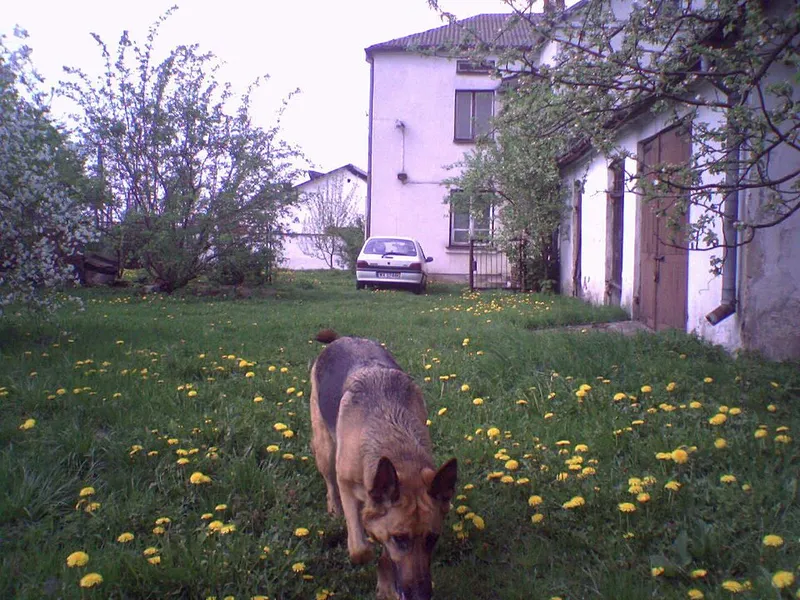 Alman Çoban Köpeği fotoğraf 6