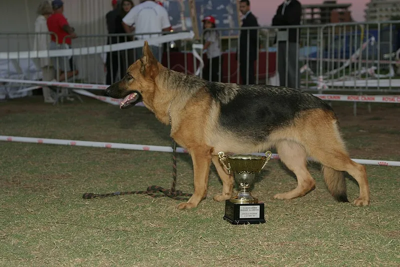 Alman Çoban Köpeği fotoğraf 7