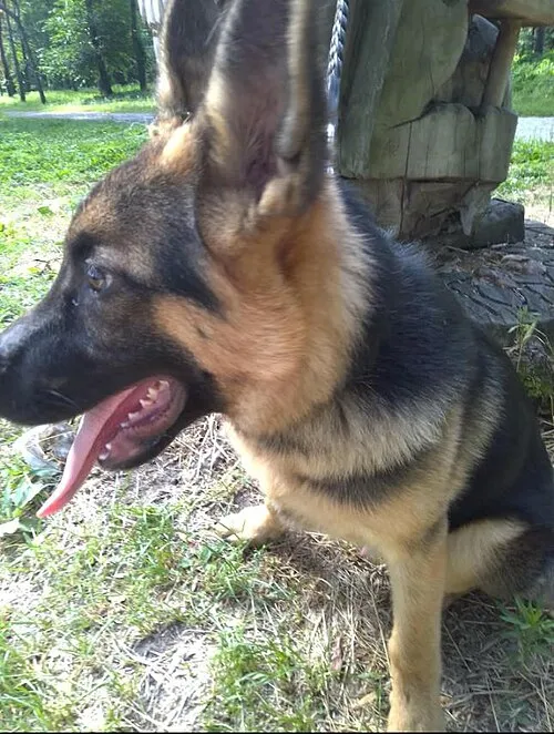 Alman Çoban Köpeği fotoğraf 8