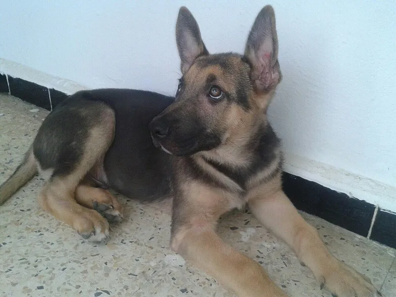 Alman Çoban Köpeği fotoğraf 9