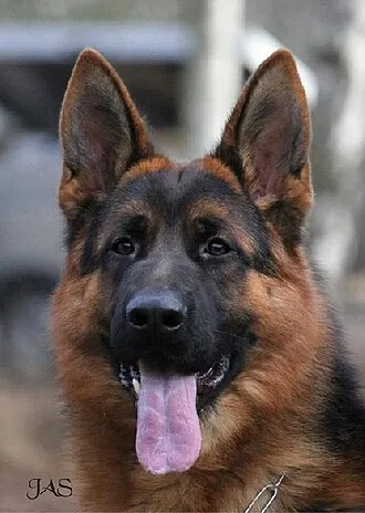 Alman Çoban Köpeği fotoğraf 10