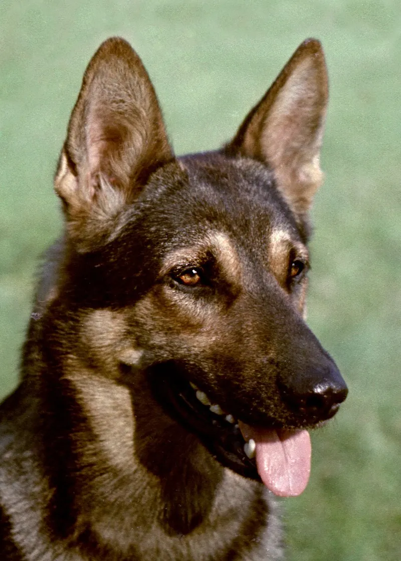 Alman Çoban Köpeği fotoğraf 12