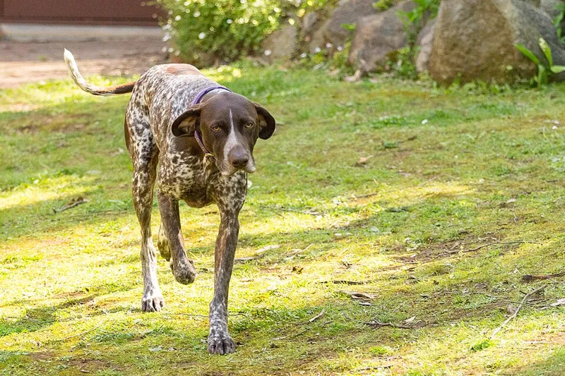 Alman Kısa Tüylü Pointer fotoğraf 7