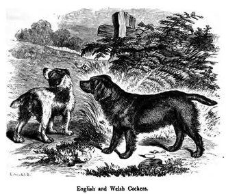 Amerikan Cocker Spaniel fotoğraf 1