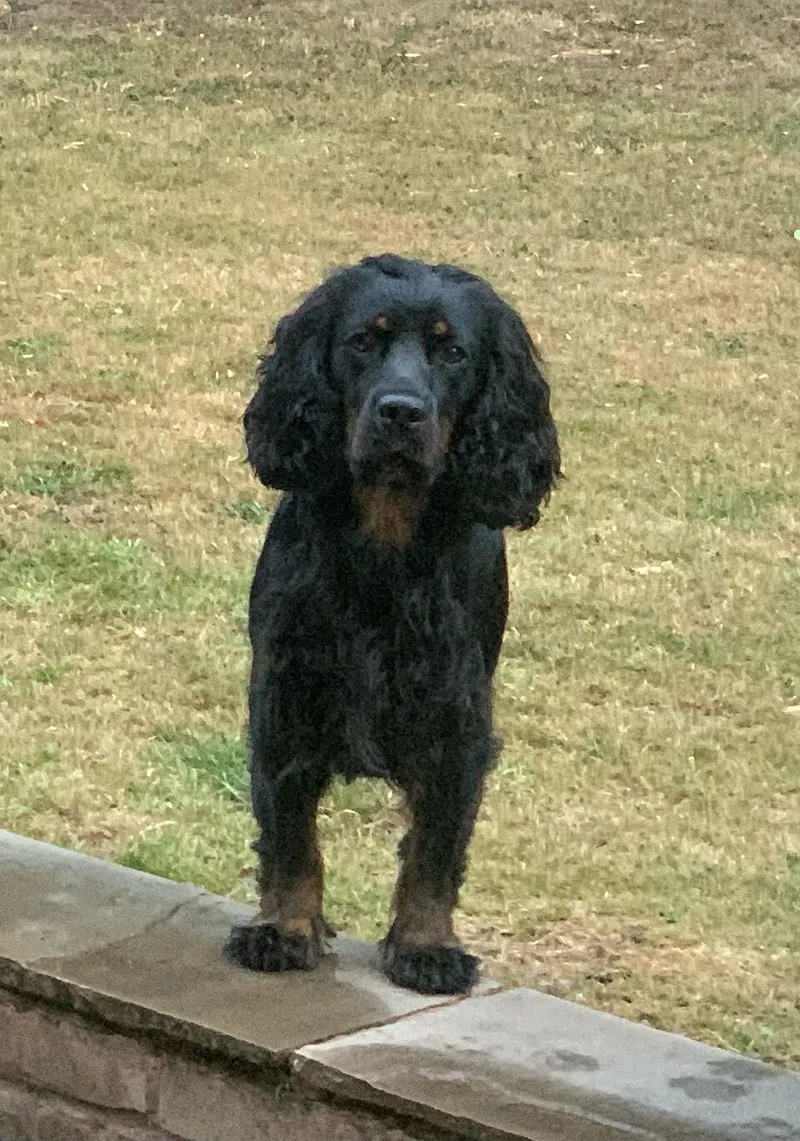 Amerikan Cocker Spaniel fotoğraf 2