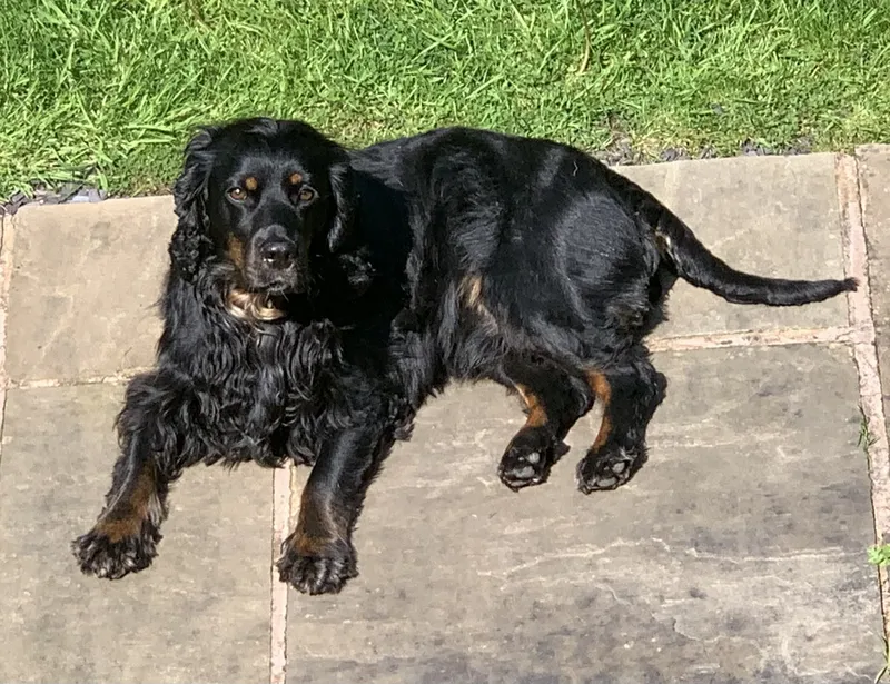 Amerikan Cocker Spaniel fotoğraf 3